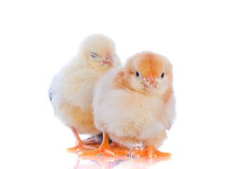 Obraz premium cute baby chicks