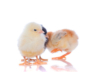 cute baby chicks