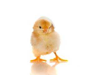 cute baby chicks