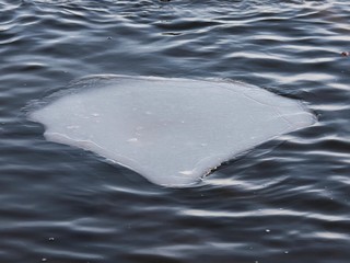 ice in the ocean