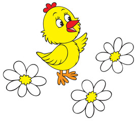 Chick and camomiles