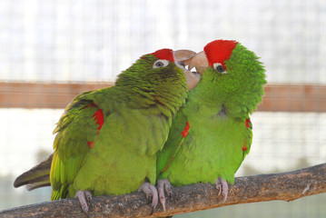 coppia di pappagalli