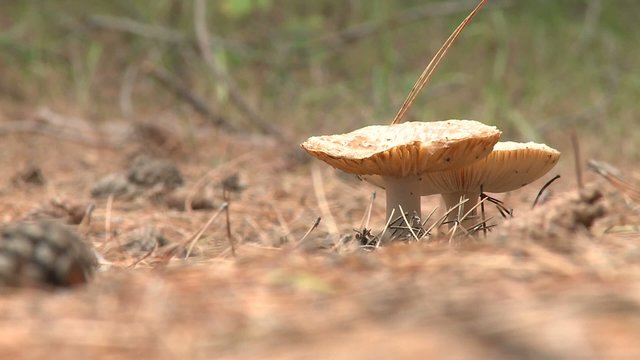 champignon v&eacute;n&eacute;neux