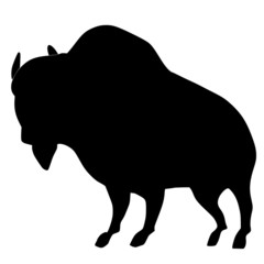silhouette of buffalo