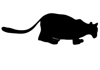 silhouette of lioness
