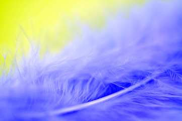 Obraz premium Niebieskie Pióro