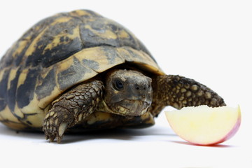 turtle and apple