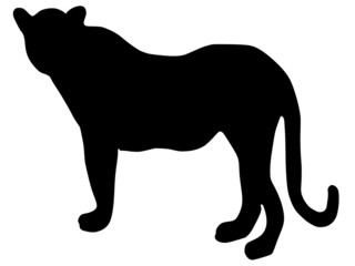 silhouette of leopard