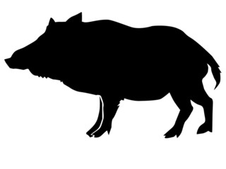 silhouette of wild boar