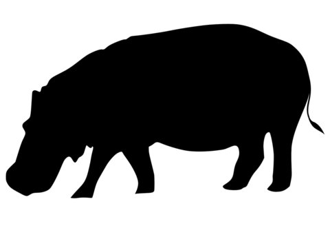 silhouette of hippopotamus