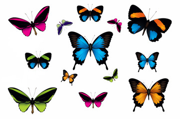 Fototapeta na wymiar Papillons