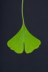 Ginkgo leaf