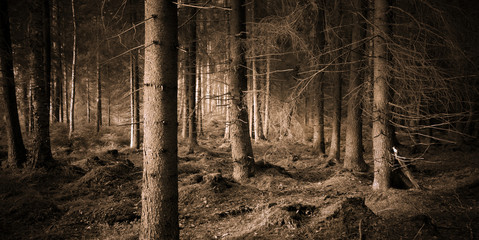 Obraz premium Spooky forest