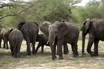 Elephants, Selous National Park, Tanzania