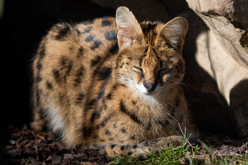 Serval