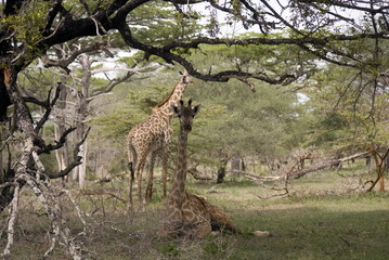 Naklejka na ściany i meble Masaai giraffes, Selous National Park