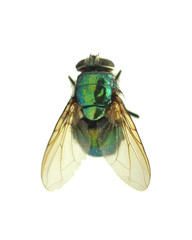 Fly isolated on white