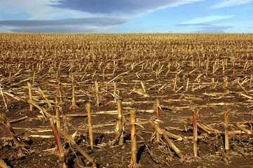 Geerntetes Weizenfeld im Oktober