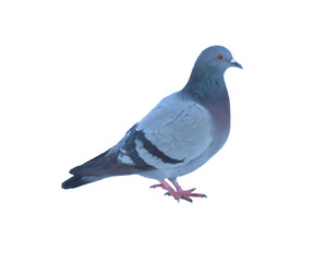 Pigeon isolated on white