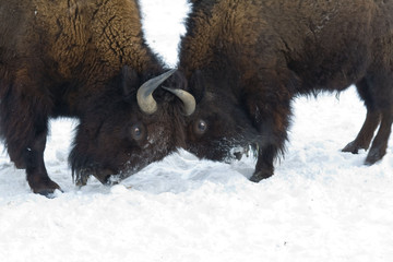 Fighting bisons