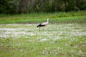 Stork in hayfield