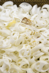 trozoz de conchas blancas