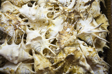moluscos de mar