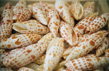 caracolas moteadas de rojo