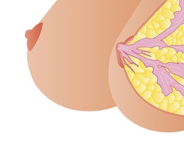 Breast