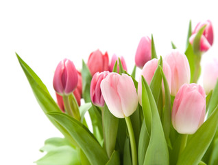 Obraz na płótnie Canvas bunch of pink and red tulips isolated on white