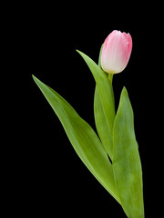 pink tulip isolated on black