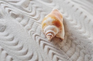 cockleshell on sea sand