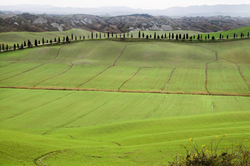 Tuscan hills with rows of cypress trees