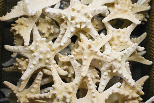 gasteropodos