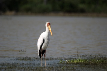 Yellow-billed stork, Selous National Park, Tanzania