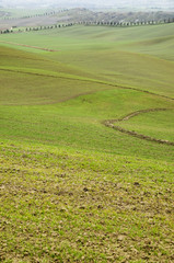 Tuscan hills with rows of cypress trees