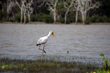 Yellow-billed stork, Selous National Park, Tanzania