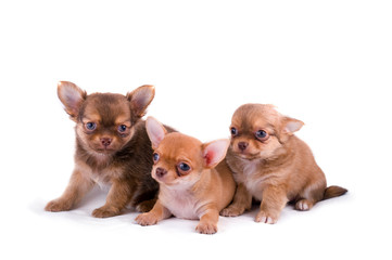 three chihuahua puppies two weeks old