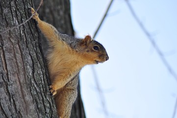 squirrel