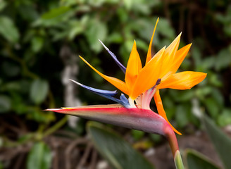 Obraz premium Bird of Paradise Flower