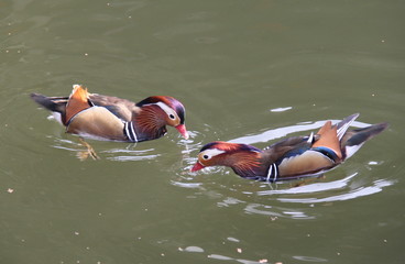 Mandarin Ducks