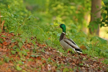 Ente im Wald