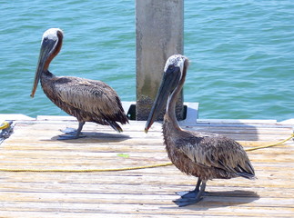 Pellicans