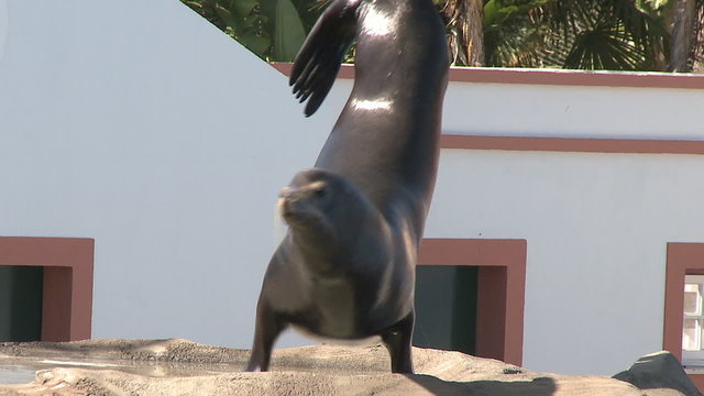 Sea lion performing a show