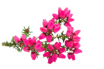 pink Heather flower over white background