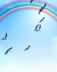 birds