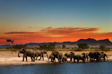 Fotobehang Kudde olifanten in de Afrikaanse savanne © Dmitry Pichugin