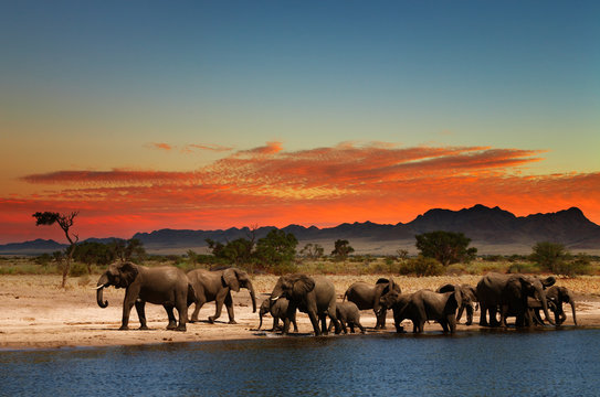 Fototapeta Stado słoni w afrykańskiej sawannie