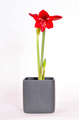 Amaryllis Blüte Blume