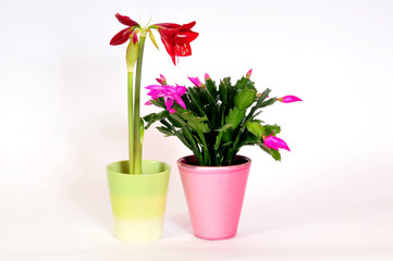 2 Zimmerpflanzen Amaryllis Blüte